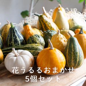 ハロウィン用 本物 生カボチャ 鑑賞用『プッチーニ(直径約7-12cm