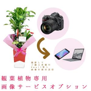 画像送信サービス オプション 観葉植物 専用