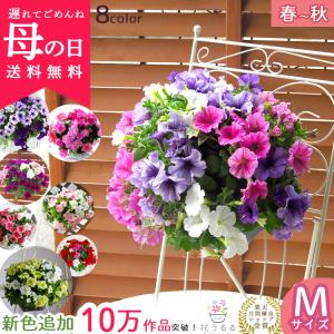 5 11以降発送分 母の日遅れてごめんね ペチュニアのハンギングバスケット 寄せ植え レギュラーサイズ 母の日 寄せ植え プレゼント ギフト 送料無料 Petyu Haha 花うるる ハンギング 寄せ植え通販 通販 Yahoo ショッピング