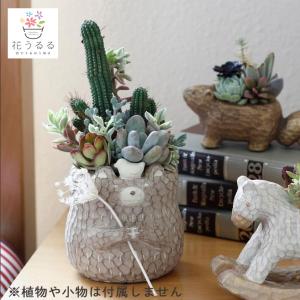 12月12日(金)が今期最終発送】玉ねぎ 苗 100本＼10月末から発送／(中生