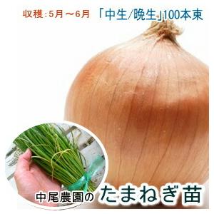 玉ねぎ 苗 100本＼10月末から発送/(中生/...の商品画像