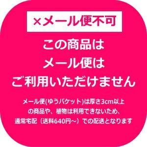 【12月12日(金)が今期最終発送】玉ねぎ 苗...の詳細画像2