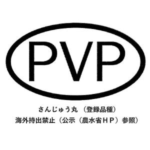 今期品薄 ＼マツコの知らない世界で特集/TVで...の詳細画像4