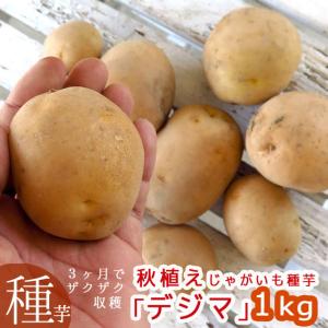 最終処分 売り尽くし 20kg ＼デジマやニシユタカより人気／秋