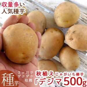 最終売り尽くし＼マツコの知らない世界で特集／ じゃがいも 種イモ「デジマ 500g」(長崎県産) [検査合格済] 種 ばれいしょ ジャガイモ 種イモ