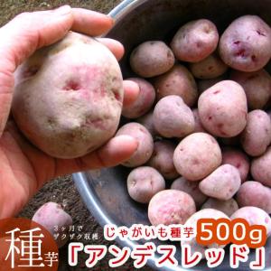 今期品薄 ＼マツコの知らない世界で特集/『じゃが...の商品画像