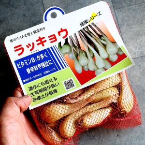 「 ラッキョウ 150ｇ(宮崎県産）種根」種 国産 らっきょう 辣韭 らっきょ ラッキョ 種根 苗 家庭菜園