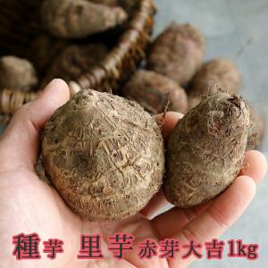 花うるる ハンギング 寄せ植え通販 さといも 種イモ 野菜苗 憧れの家庭菜園を始めよう Yahoo ショッピング