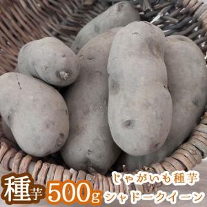 じゃがいも 種芋 種イモ シャドークイーン 種芋500g 北海道産