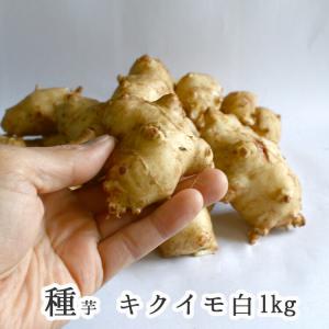 春植え 種イモ「 白 菊芋 1kg」イヌリン 成分 種芋 種 きくいも 種いも 苗 イモ 家庭菜園 苗 春植え｜hanaururu