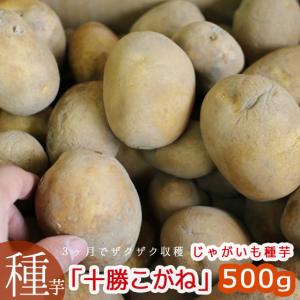 ＼マツコの知らない世界で特集／じゃがいも 種芋 種イモ「十勝こがね500g」北海道産 [検査合格済] 種 ばれいしょ ジャガイモ 種イモ 家庭菜園 苗｜hanaururu