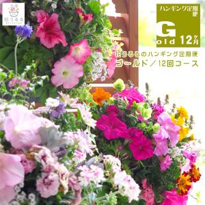 「ハンギングバスケット定期便〜ゴールド」12ヶ月コース (サブスク/寄せ植え/春/セット/ギフト/花/フラワー/玄関/おうち時間/プレゼント