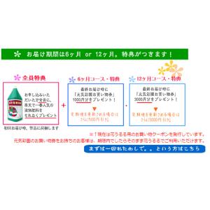 『花うるる ハンギング 寄せ植え 定期便』ゴー...の詳細画像4