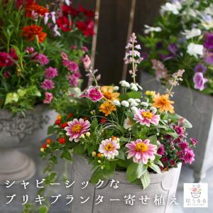 おまかせ ブリキプランター 寄せ植え 選べる3タイプ (玄関 セット 花 フラワーギフト プレゼント...