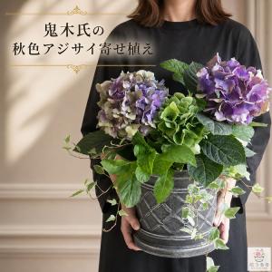 処分売り尽くし／花なし 苗木として秋色アジサイ [品種：クリムゾン 8