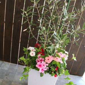 送料無料「オリーブの木 〜季節の花を寄せ植え(高さ100cm〜130cm前後・個体差あり)」(オリーブ 鉢植え 開店祝い メインツリー シンボルツリー 寄せ植え 玄関先｜花うるる(ハンギング&寄せ植え通販