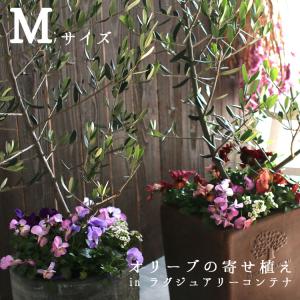 送料無料 オリーブの木 寄せ植え In ラグジュアリーコンテナ M 高さ100cm 130cm前後 個体差あり 店舗 シンボルツリー フラワー ギフト 開店祝い 鉢 誕生日 Yose Oriv Toki M 花うるる ハンギング 寄せ植え通販 通販 Yahoo ショッピング