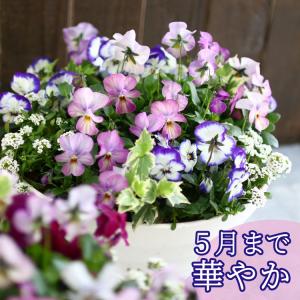 寄せ植え ハーバリウム おしゃれなハンギングバスケット ギャザリングをギフトやプレゼントから玄関やベランダやインテリアに 花うるる ヤフー店