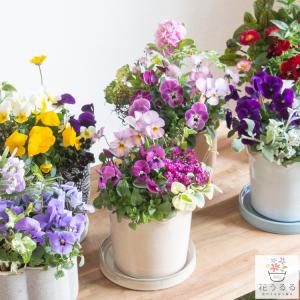 寄せ植え よせうえ 春の寄植え 春の花 春 の 寄せ植え ギフト 送料込