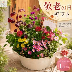 ＼まだ間に合う敬老の日ギフト/ 花うるる 寄せ植...の商品画像