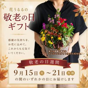 ＼まだ間に合う敬老の日ギフト/ 花うるる 寄せ...の詳細画像2