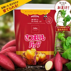 サツマイモ 苗 販売『中尾農園さんの鳴門金時 10本』＼たった2ヵ月で4