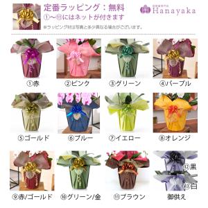 胡蝶蘭 大輪 2本立ち 22輪以上 蕾込み 胡...の詳細画像5
