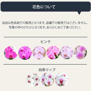 胡蝶蘭 大輪 3本立ち 30輪以上 つぼみ込 ...の詳細画像4