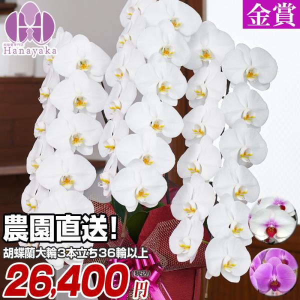 胡蝶蘭 ポイント11倍 大輪 3本立ち 36輪以上 つぼみ込み お祝い ギフト  プレゼント  花 ...