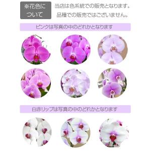 胡蝶蘭 ポイント5倍 大輪 3本立ち 39輪 ...の詳細画像2