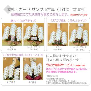 胡蝶蘭 ポイント5倍 大輪 3本立ち 39輪 ...の詳細画像4