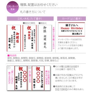 胡蝶蘭 ポイント5倍 大輪 3本立ち 39輪 ...の詳細画像5