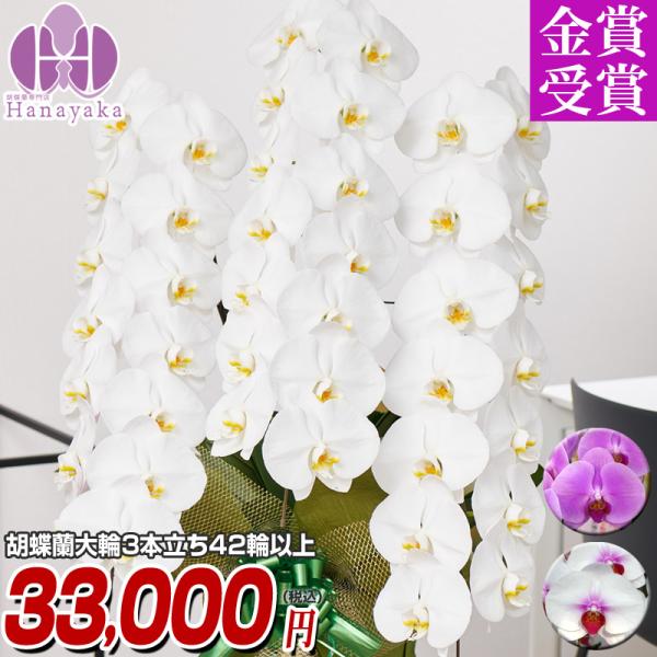胡蝶蘭 ポイント10倍 大輪 3本立ち 42輪以上 つぼみ込み　お祝い　ギフト プレゼント 花 フラ...