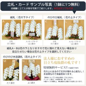 胡蝶蘭 大輪 3本立ち 60輪以上 つぼみ込み...の詳細画像2