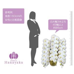 胡蝶蘭 大輪 3本立ち 60輪以上 つぼみ込み...の詳細画像5