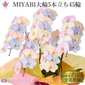 MIYABI　胡蝶蘭コットンキャンディ　大輪5本立ち 45輪以上　青　オレンジ　イエロー　ブルー　パープル　胡蝶蘭【平日12時迄の注文で翌日出荷】