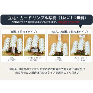 MIYABI 胡蝶蘭コットンキャンディ 大輪5...の詳細画像2