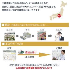 MIYABI 胡蝶蘭コットンキャンディ 大輪5...の詳細画像5
