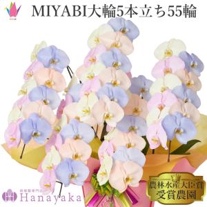 MIYABI　胡蝶蘭コットンキャンディ　大輪5本立ち 55輪以上　青　オレンジ　イエロー　ブルー　パープル　胡蝶蘭【平日12時迄の注文で翌日出荷】