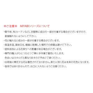 MIYABI 胡蝶蘭コットンキャンディ 大輪5...の詳細画像5
