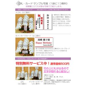 MIYABI 胡蝶蘭コットンキャンディ 大輪5...の詳細画像1