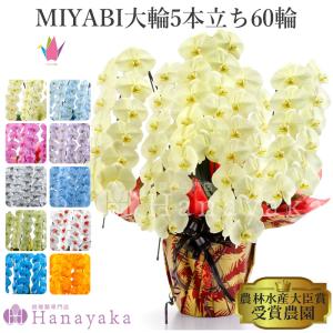 MIYABI 胡蝶蘭大輪5本立ち 60輪以上　青い胡蝶蘭　彩り豊富 10色展開　青　緑　オレンジ　黄色　紫　ブルー　パープル