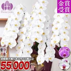 胡蝶蘭 ポイント5倍 大輪 5本立ち 65輪以上 つぼみ込み 画像配信あり【佐川】ギフト プレゼント お祝い 花 フラワー 開院 開店 開業 祝い 誕生日 内祝 お供