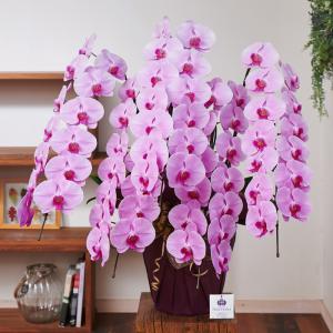 胡蝶蘭 ポイント5倍 大輪 5本立ち 65輪以...の詳細画像2