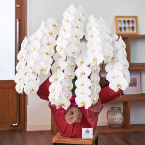 胡蝶蘭 ポイント5倍 大輪 7本立ち77輪以上...の詳細画像1