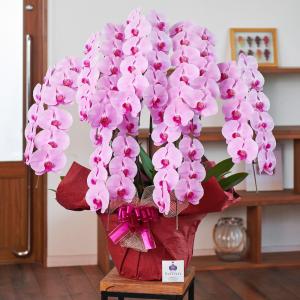 胡蝶蘭 ポイント5倍 大輪 7本立ち77輪以上...の詳細画像2