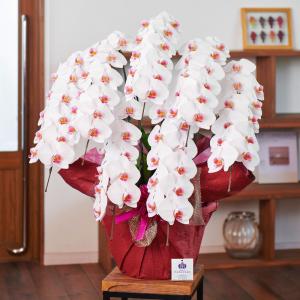 胡蝶蘭 ポイント5倍 大輪 7本立ち77輪以上...の詳細画像3