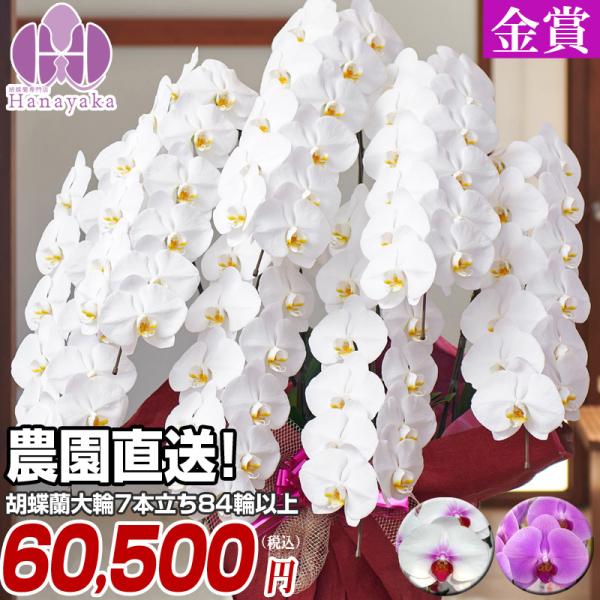 胡蝶蘭 ポイント5倍 大輪 7本立ち84輪以上 つぼみ込　画像配信あり 佐川 胡蝶蘭 ギフト プレゼ...