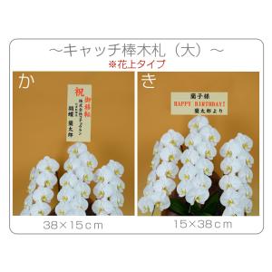胡蝶蘭 大輪 10本立ち 90輪以上 つぼみ込...の詳細画像5