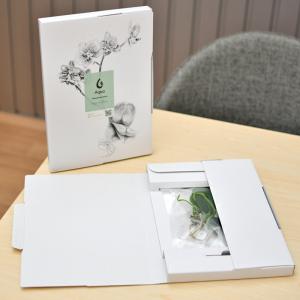 胡蝶蘭 花芽苗 Aqua orchid 【アク...の詳細画像1